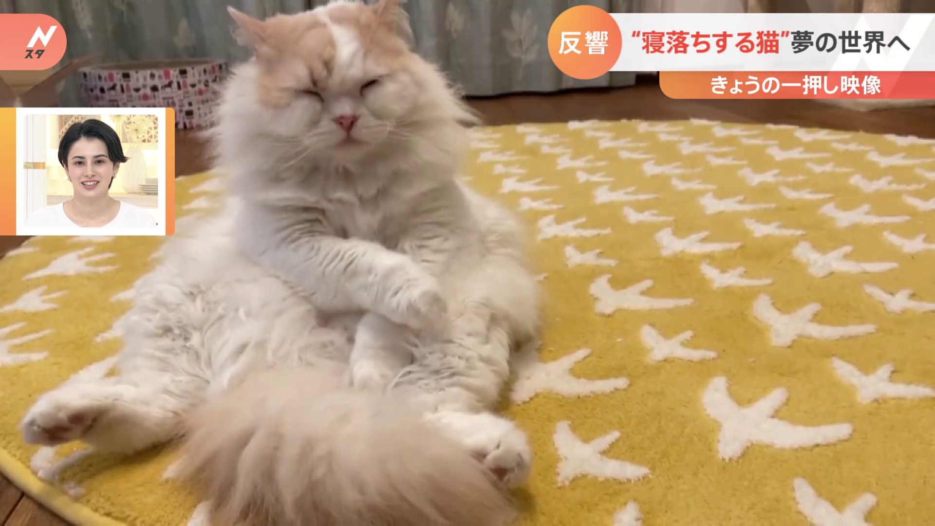 おはようございますm(_ _)m
昨晩は体調があまり良くなくてこの動画の猫のように寝落ちしてました😨

