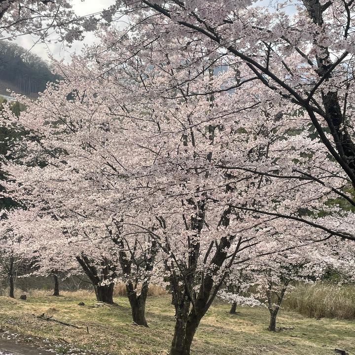 まるかっぷ