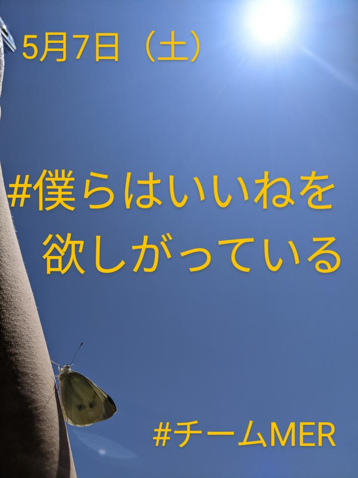 【モンシロチョウとの１枚】
今日はモンシロチョウさんに協力してもらい、１枚が撮影できました！
まさかモンシロチョウから近づいてくれるとは👀