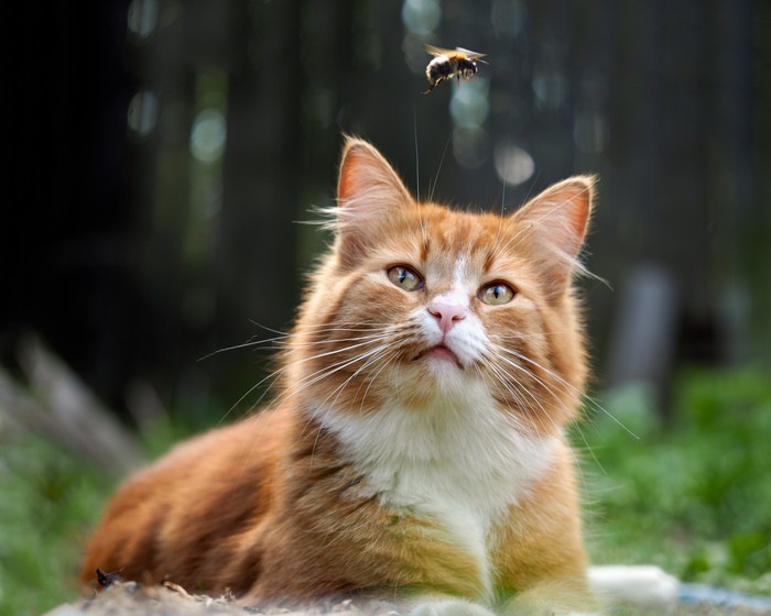 ちなみに猫がハチに刺されたらhttps://nekochan.jp/disease/article/2164