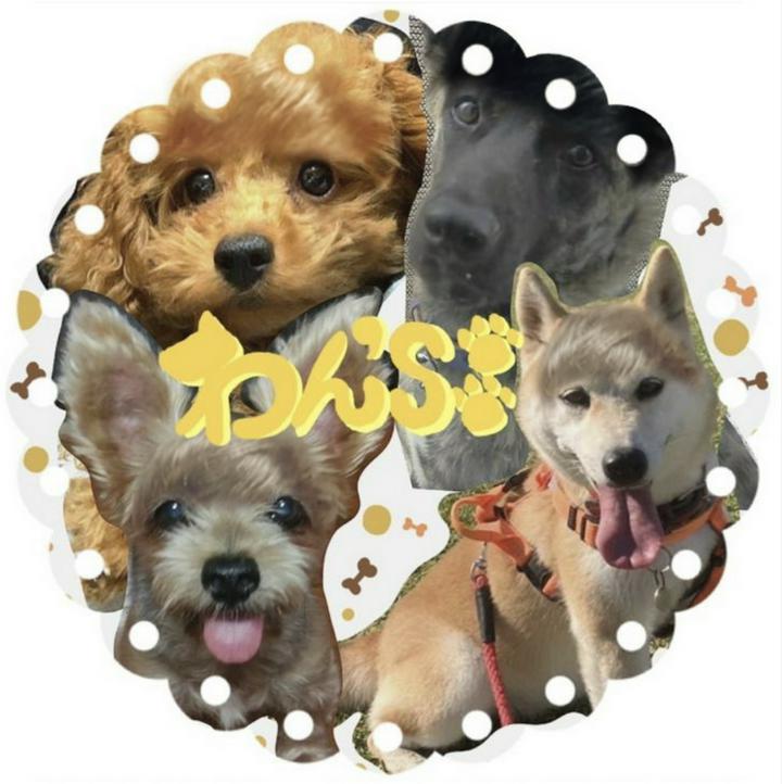 わん’Ｓ(ワンズ)